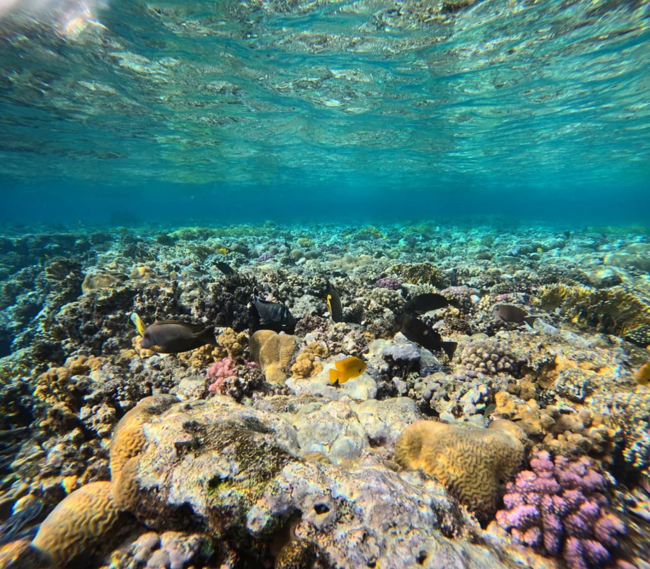 Махмуд - потрясающий гид! Приехал вовремя, забрал от отеля, заказал за свои деньги такси до места