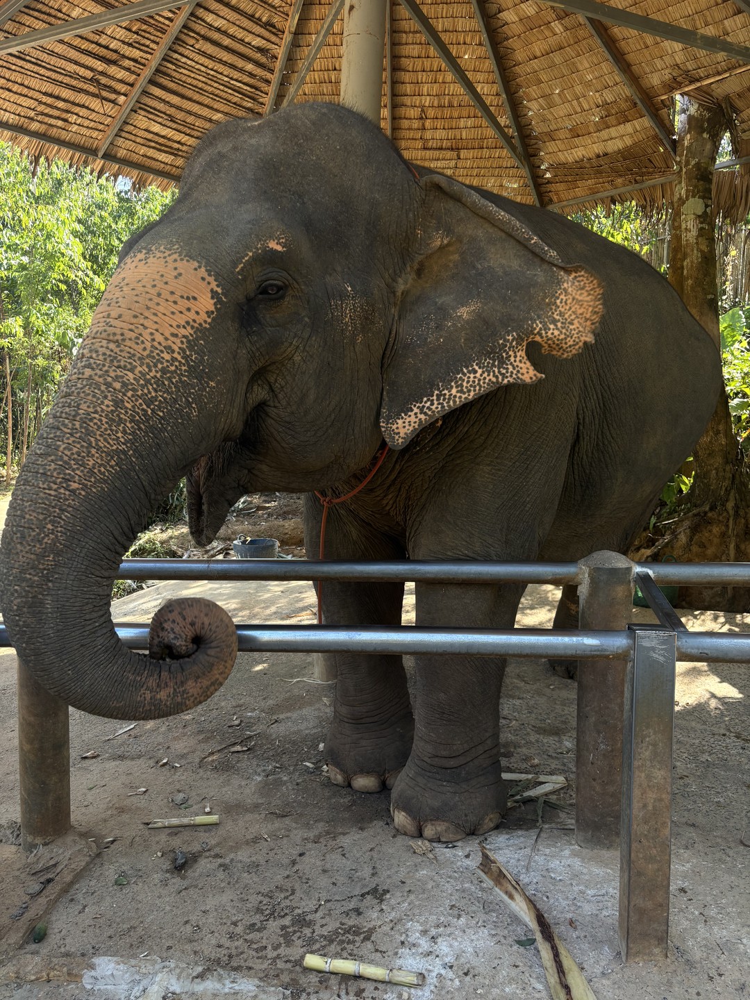 Очень крутое место. Видно, что за слонами ухаживают. Слоны очень красивые и добрые. Кормили, мазали глиной