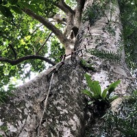 Фото отзыва 4: экскурсия "Затерянный Пхукет: треккинг по тропическим джунглям"