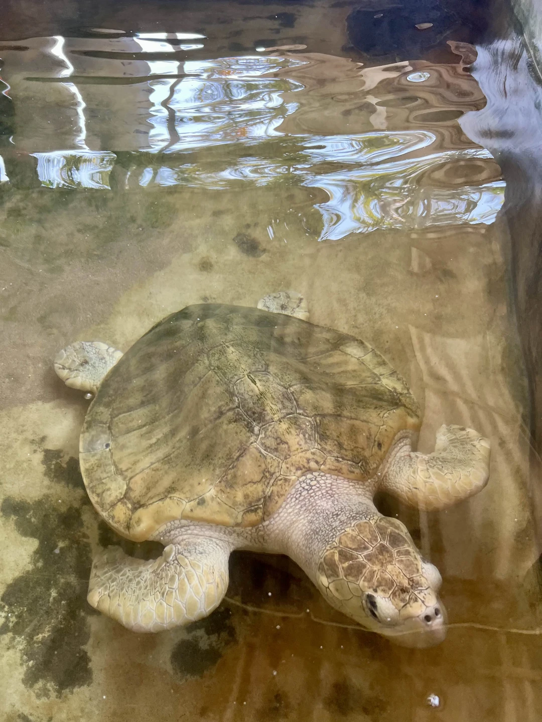 Отличная экскурсия! Впервые подержали на руках крокодила (маленького), черепаху (большую), посмотрели на варанов и других обитателей