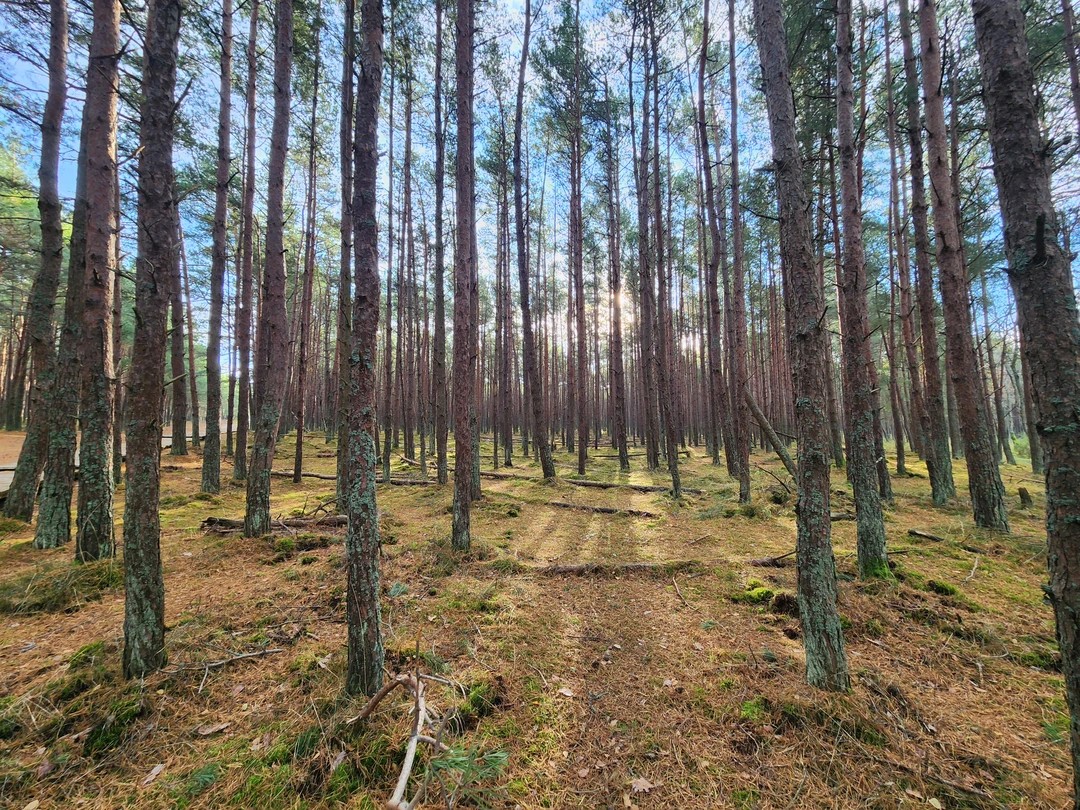 Авторское фотопутешествие по Куршской косе и Зеленоградску (Андрей)