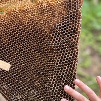 Фото отзыва 2: экскурсия "Сладкая экскурсия в окрестностях Батуми"