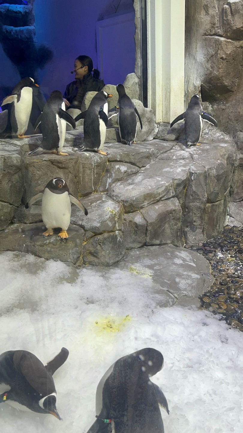Бурдж-Халифа и Дубай Молл: билеты на смотровую площадку и в Аквариум (Алексей)