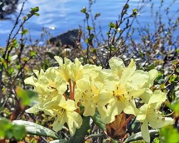 Висячий камень, озёра, скалы, перевал Художников и рододендроны