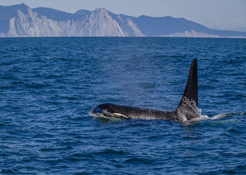 Бухта Русская - с высадкой на берег, морской рыбалкой и крабовым сафари