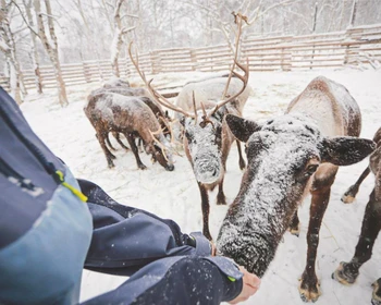 Знакомство с культурой коряков, катание на собачьих упряжках, отдых в термах