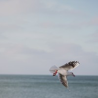 reviews img