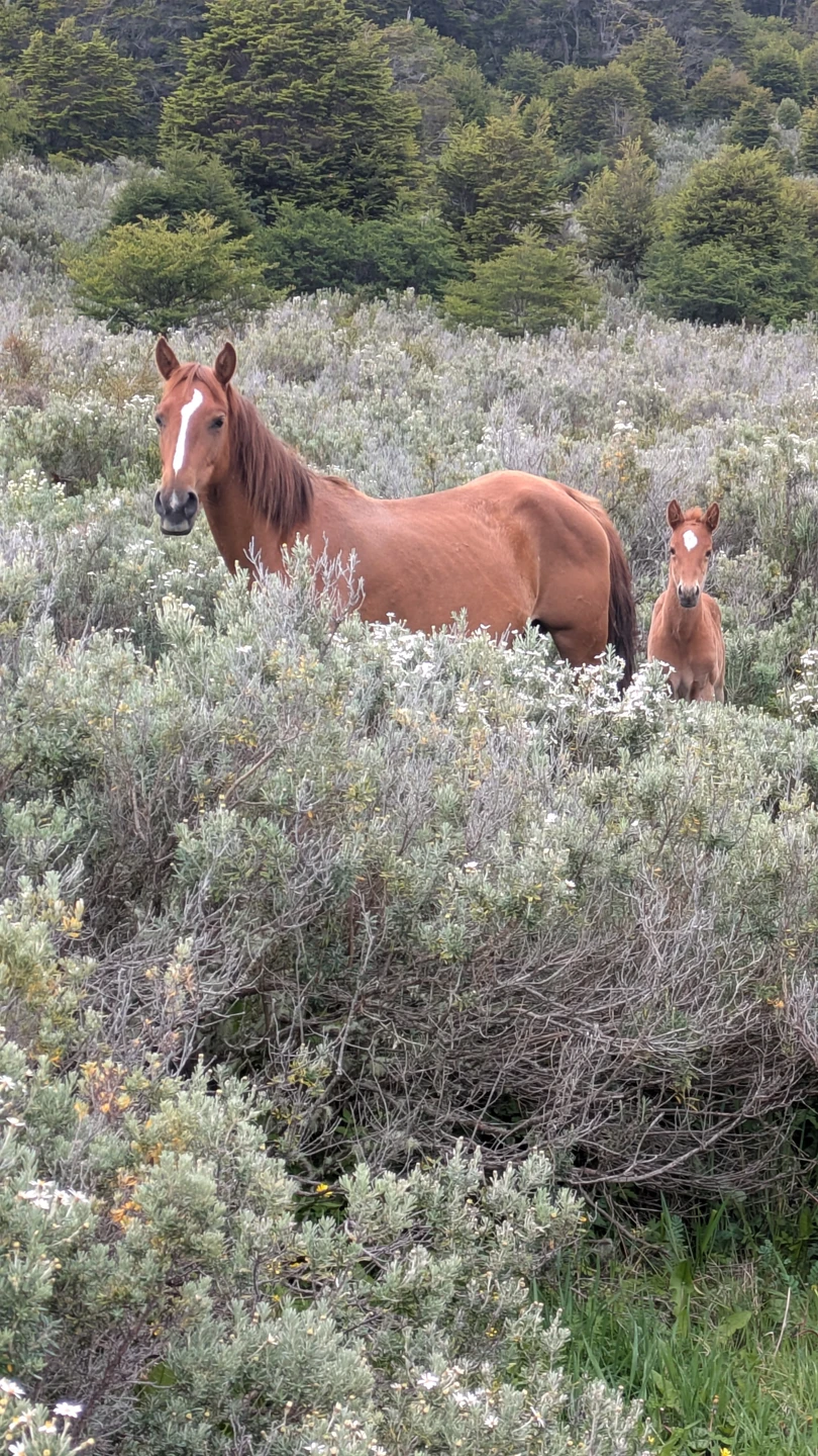 Друзья туристы. Я абсолютно рекомендую Дмитрия. Я оооочень привередливый турист. Но Дмитрий сделал волшебный трекинг тур