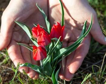 Тюльпанные поля, Одинокий тополь