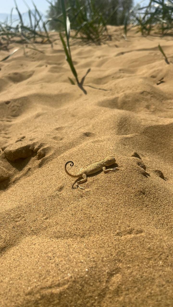 Мы провели прекрасные три дня в компании Магомеда! Красоту Дагестана не передать словами, дух захватывает от