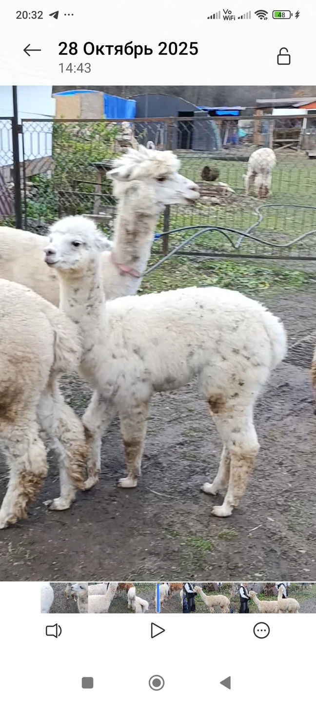 Золотое кольцо Кисловодска (Елена)