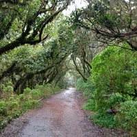Фото отзыва 3: экскурсия "Весь Тенерифе и природный парк Анага за один день!"