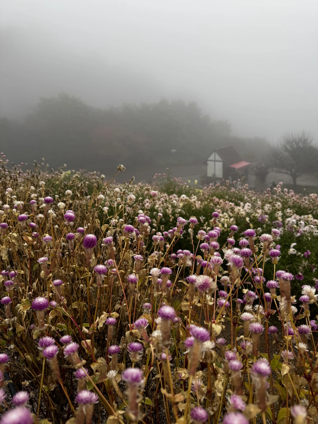 Невероятно интересная экскурсия, незабываемый день😊☺️👍🏻 Объявляем огромную благодарность гиду за интересные, познавательные рассказы о Японии, узнали