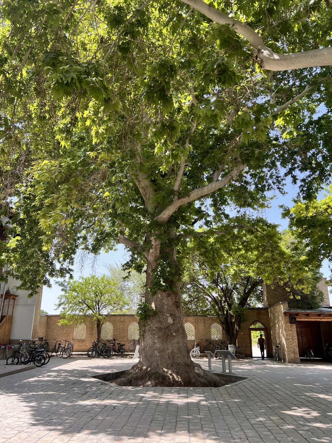 Спасибо Фуркату от всей нашей компании за прекрасное путешествие в Шахрисабз!