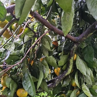 Фото отзыва 1: экскурсия "Абхазия во всей красе: путешествие по знаковым местам (из Гагры)"