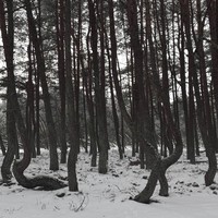 Фото отзыва 2: экскурсия "Автобусная экскурсия «Куршская коса, Зеленоградск и семейная сыроварня»"