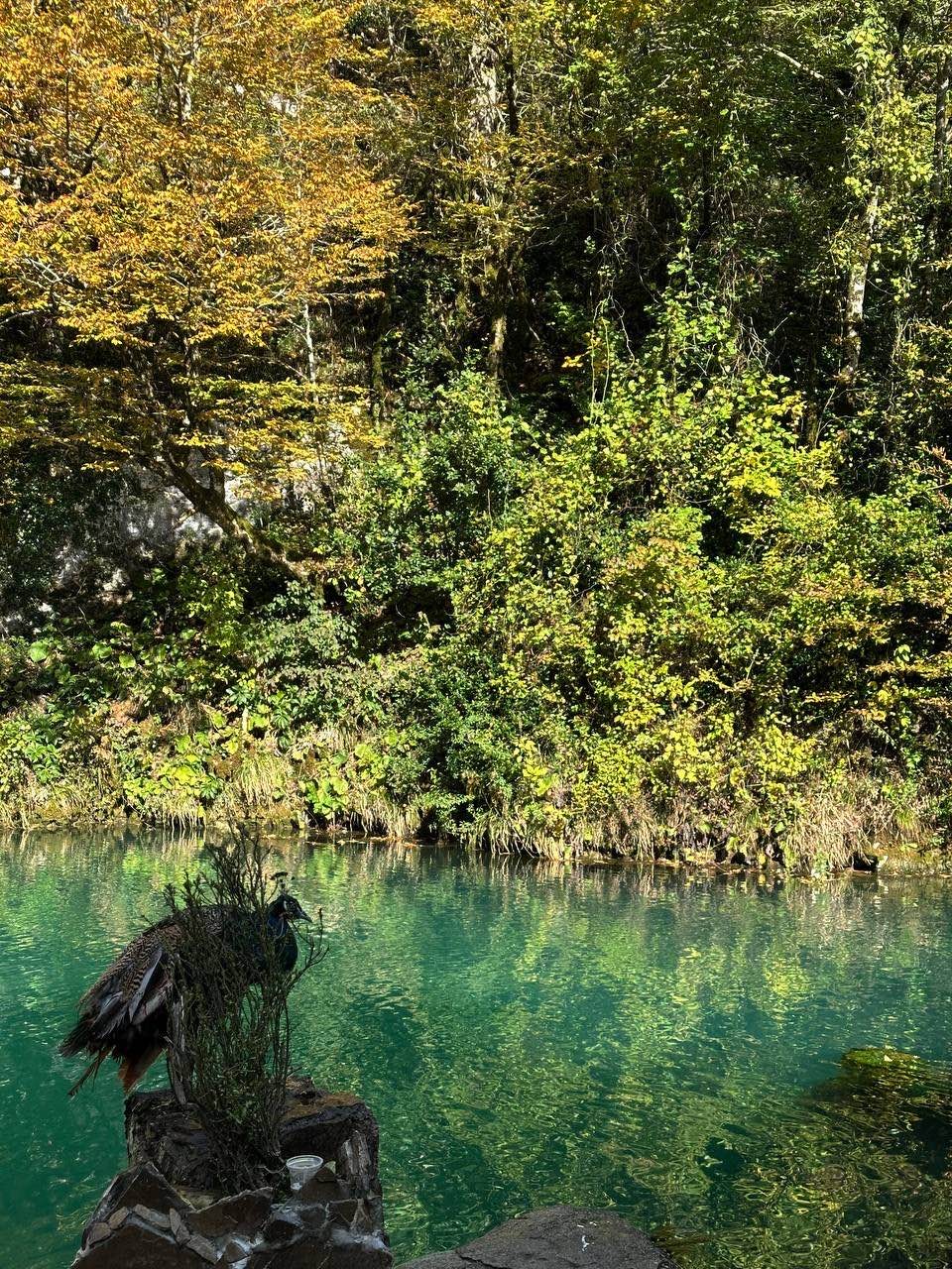 Сергей просто прекрасный человек!! Все было круто, показал нам замечательные места и рассказал историю Абхазии. Познакомил