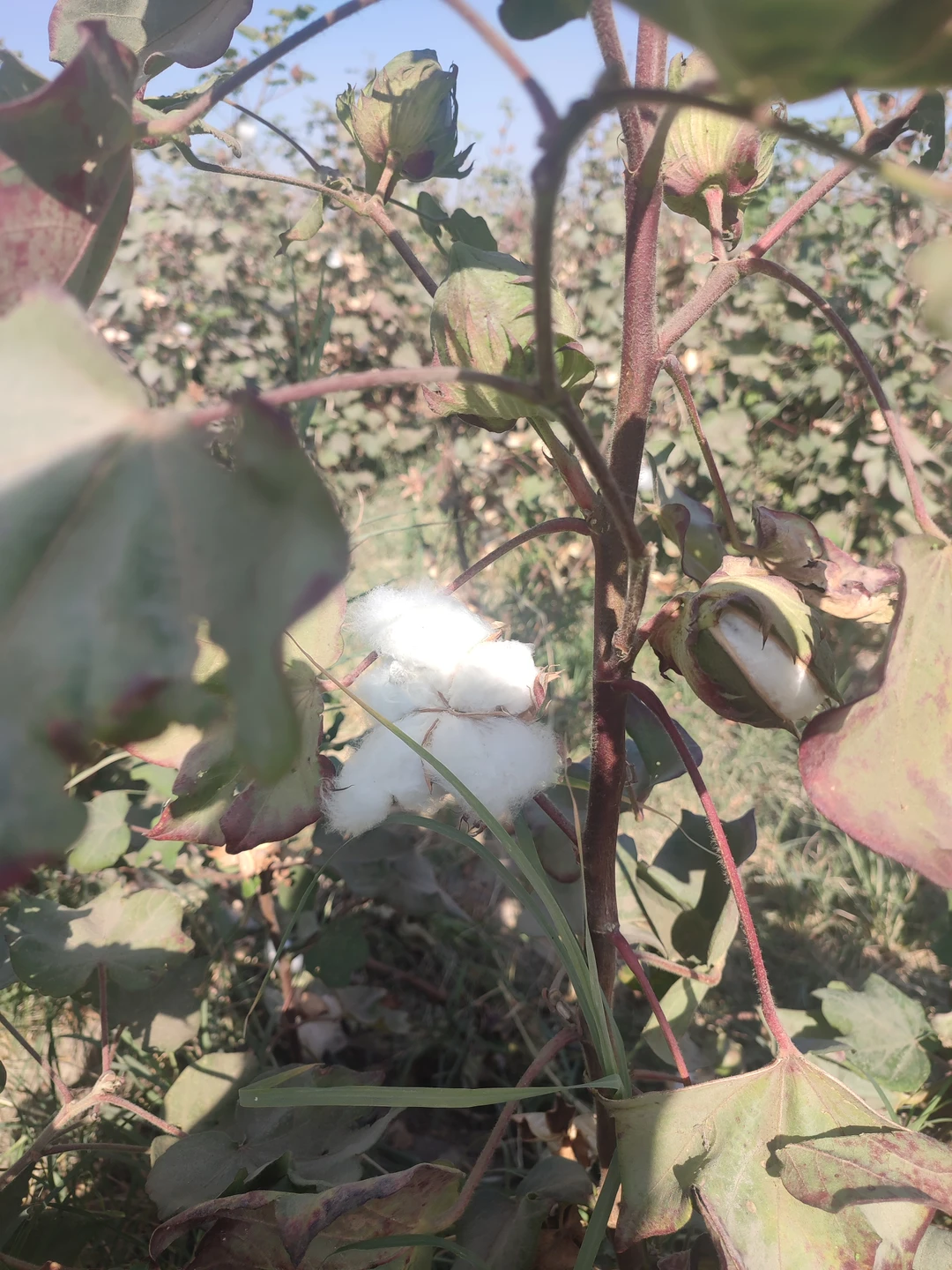 Самарканд во всей красе (Александр)