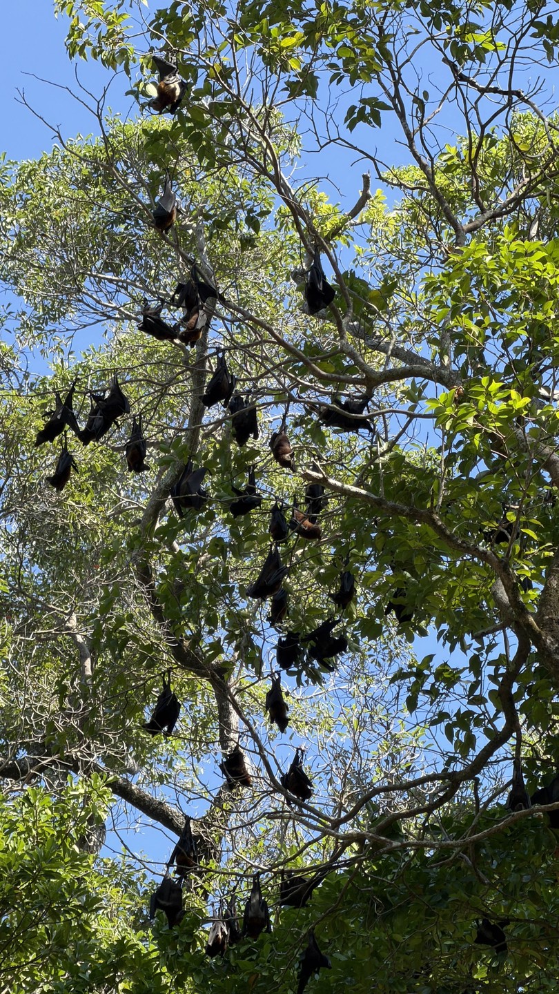Экскурсия очень понравилась. Организация отличная: от трансфера до перемещения между островами и питания. Гид отличный, сопровождала