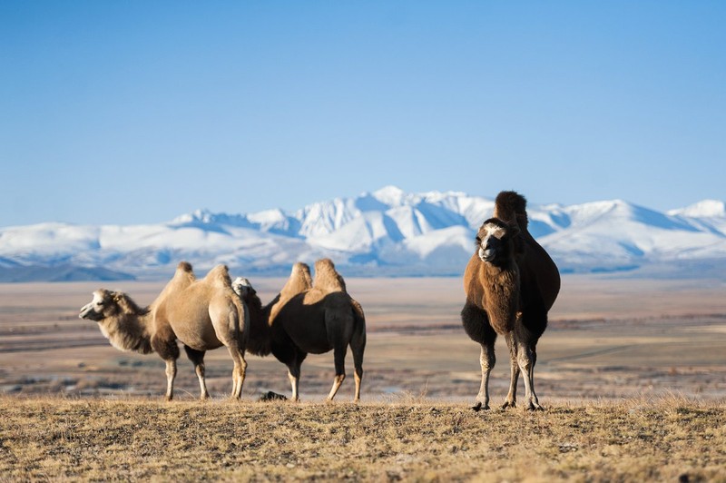Чуйский тракт. Лучшее за 2 дня