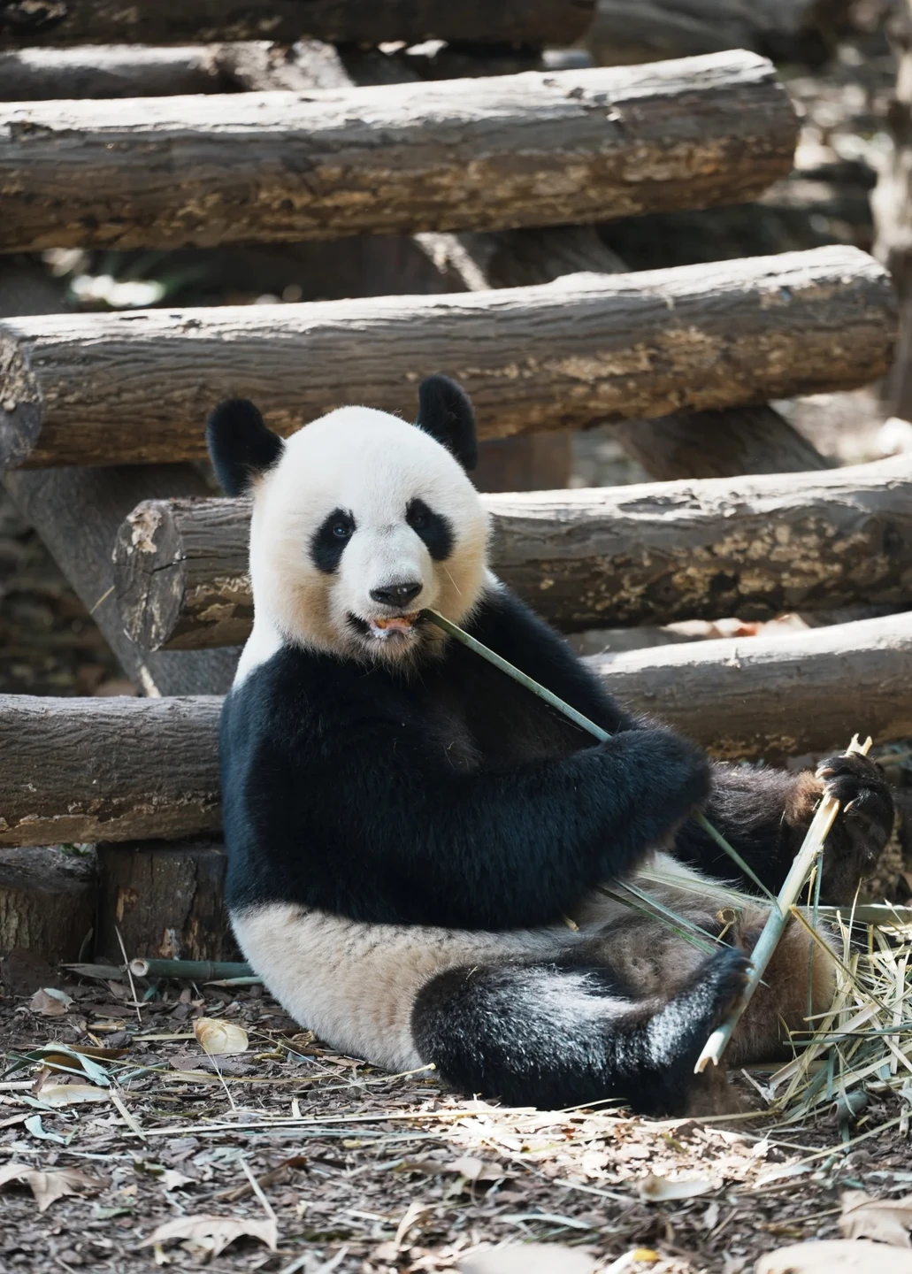 У нас была идеальная программа во время пересадки в Чэнду! У нас было всего около 10
