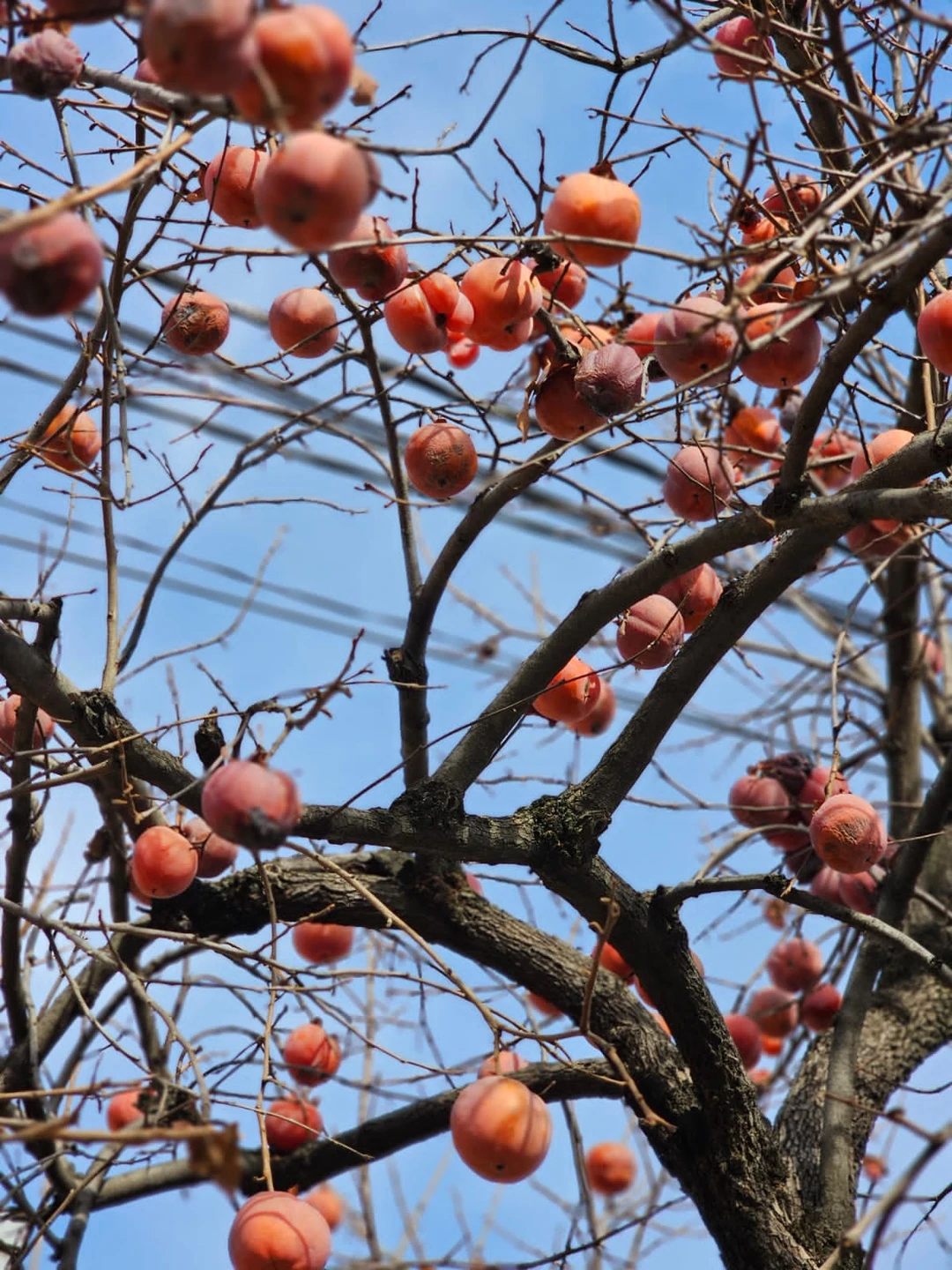 Если хотите посетить Кахетию в хорошей компании, это к Диане и Ноелю