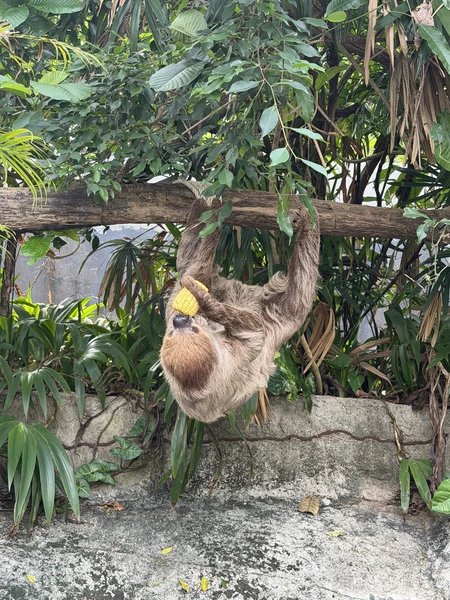 гид Виктор - просто пушка! знает языки всех животных 😂 поболтали со всеми животными и покормили. От плавающего слона - в полном шоке до сих пор)