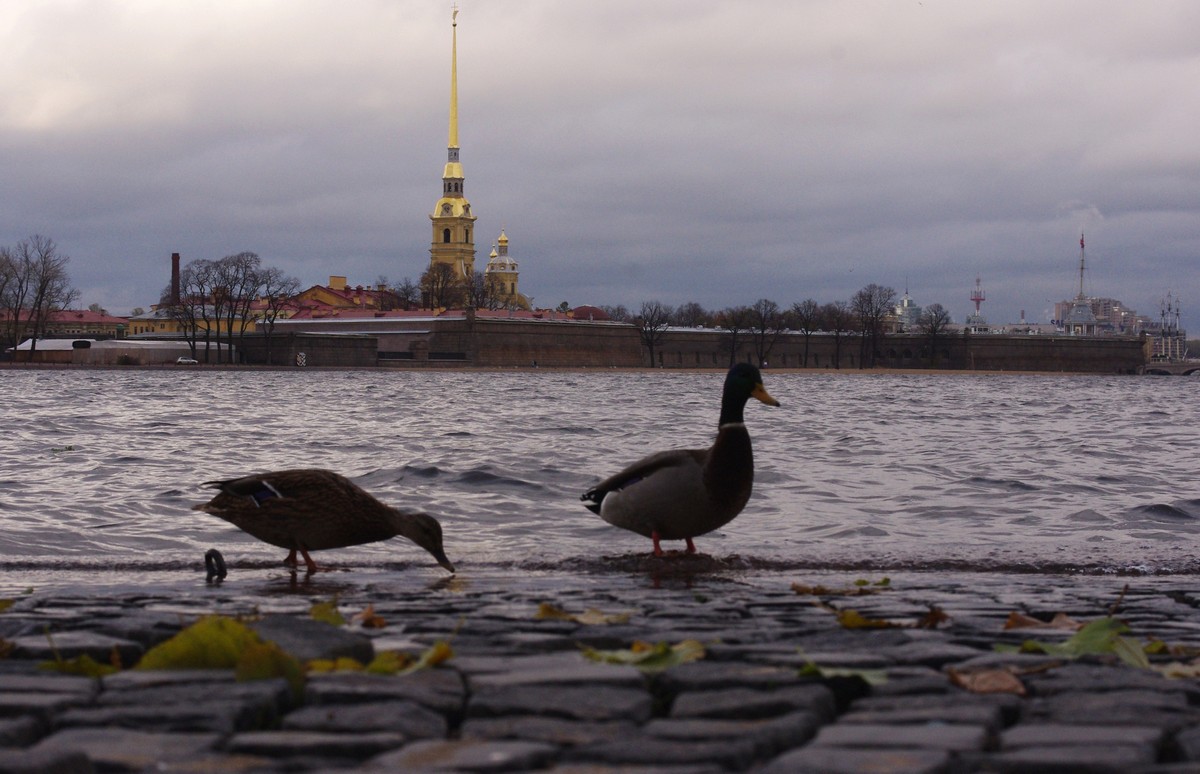 Фото 5 - Экскурсия: "Ноябрьские праздники в Ленобласти: символы Санкт-Петербурга и Выборга в осенних красках"
