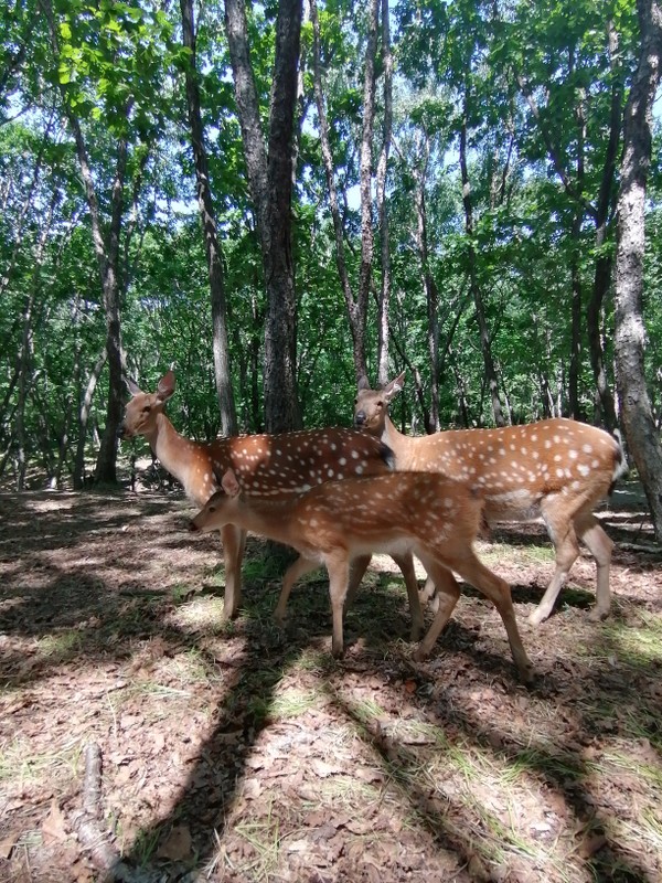 Виды Бухты Стеклянная и Шамора, ущелье Дарданеллы и сафари-парк за 1 день