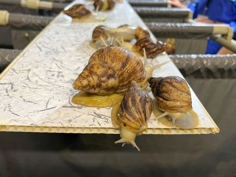 Фото к экскурсии Трансфер из Минска: улиточная ферма и Несвижский замок