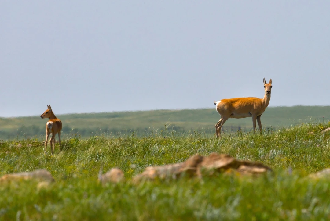 краснокнижные животные