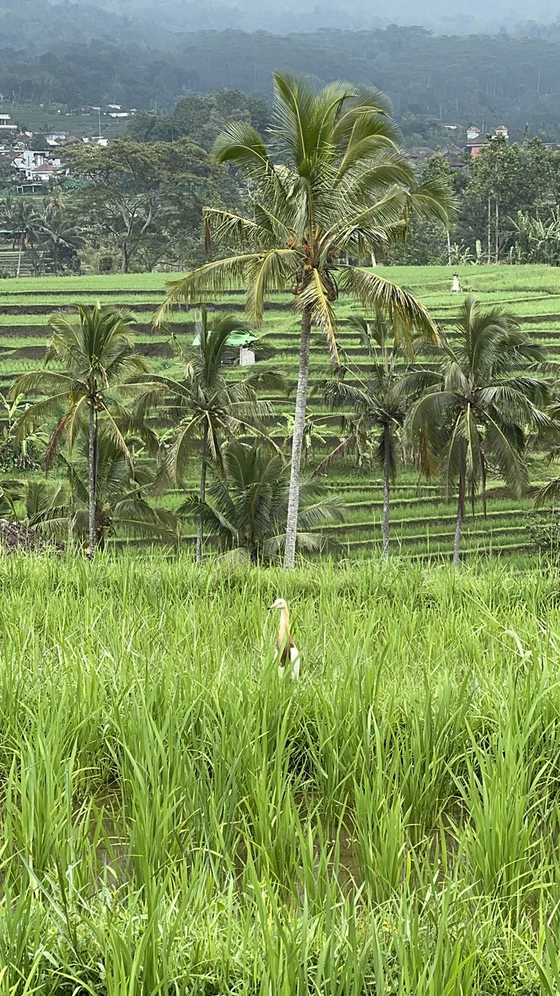 Потрясающая экскурсия. Гид Дви замечательный гид. Интересно рассказывает, круто фотографирует, показывает красивые места, сам по себе