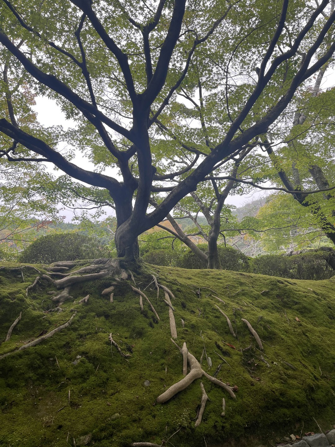 Культовые памятники Киото (Юлия)