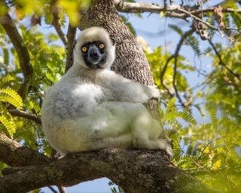 Большие и Малые Цинги