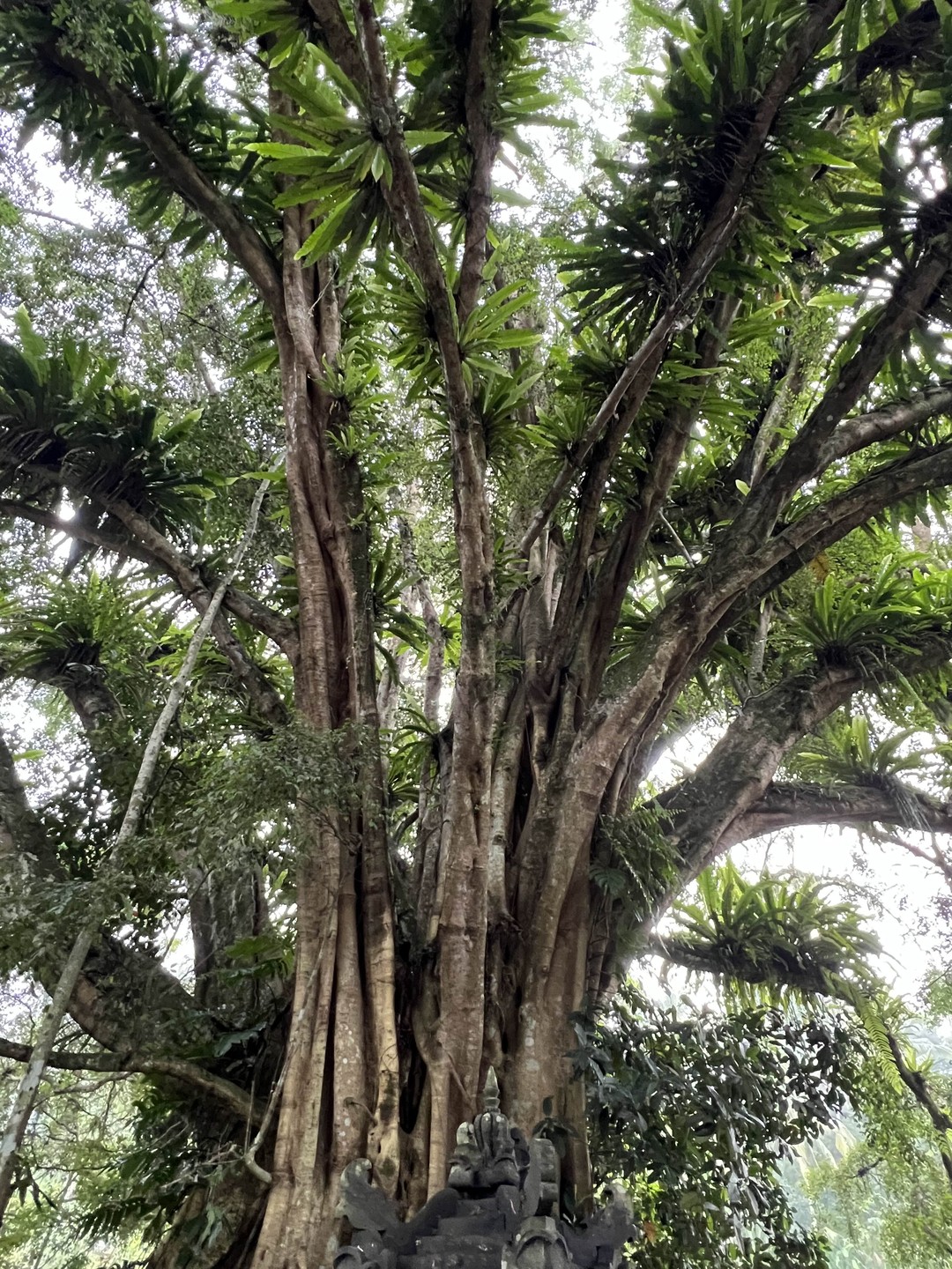 Погружение в культуру острова Ява (Надежда)