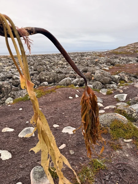 Замечательная экскурсия в Териберку, которая оставила багаж позитивных эмоций и приятных воспоминаний. Экскурсия занимает целый день,
