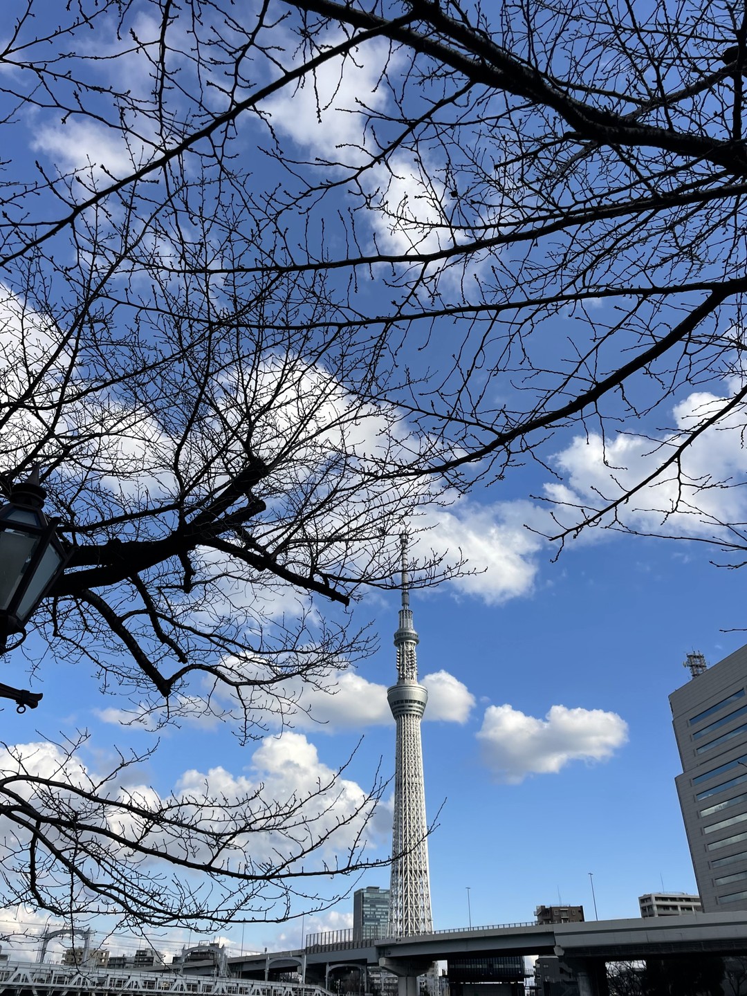 Прекрасно погуляли с Анной по январскому Токио по исчезнувшему кварталу красным фонарей. Очень понравилась и экскурсия