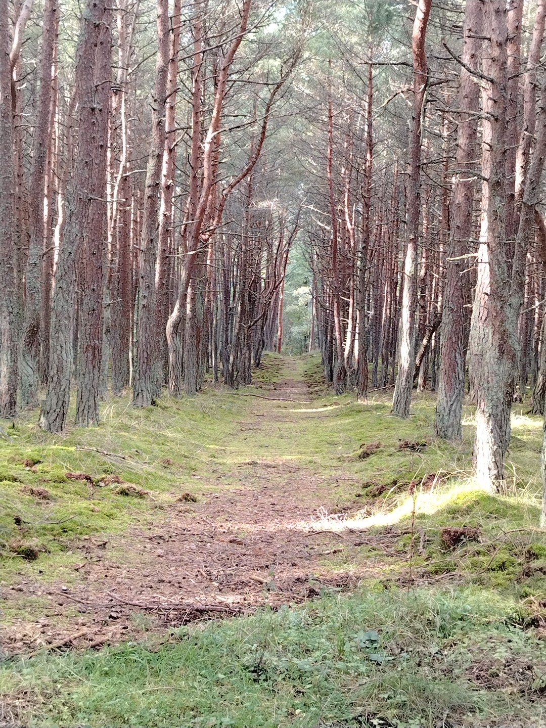 Комфортная поездка на Куршскую косу (Ольга)