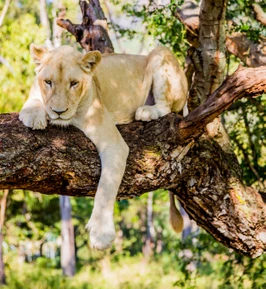 Сафари-парк «Касела»