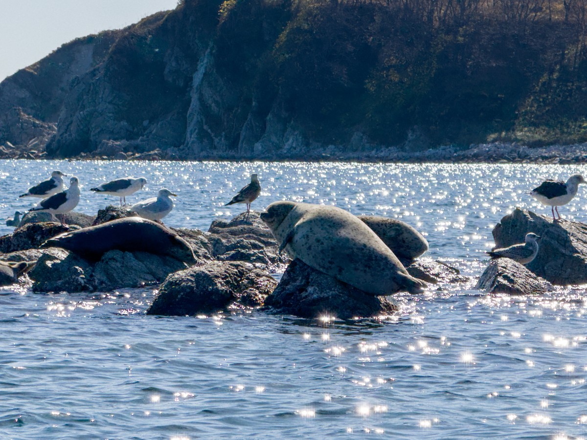 На катере — к острову Аскольд (из Владивостока) (8/18)