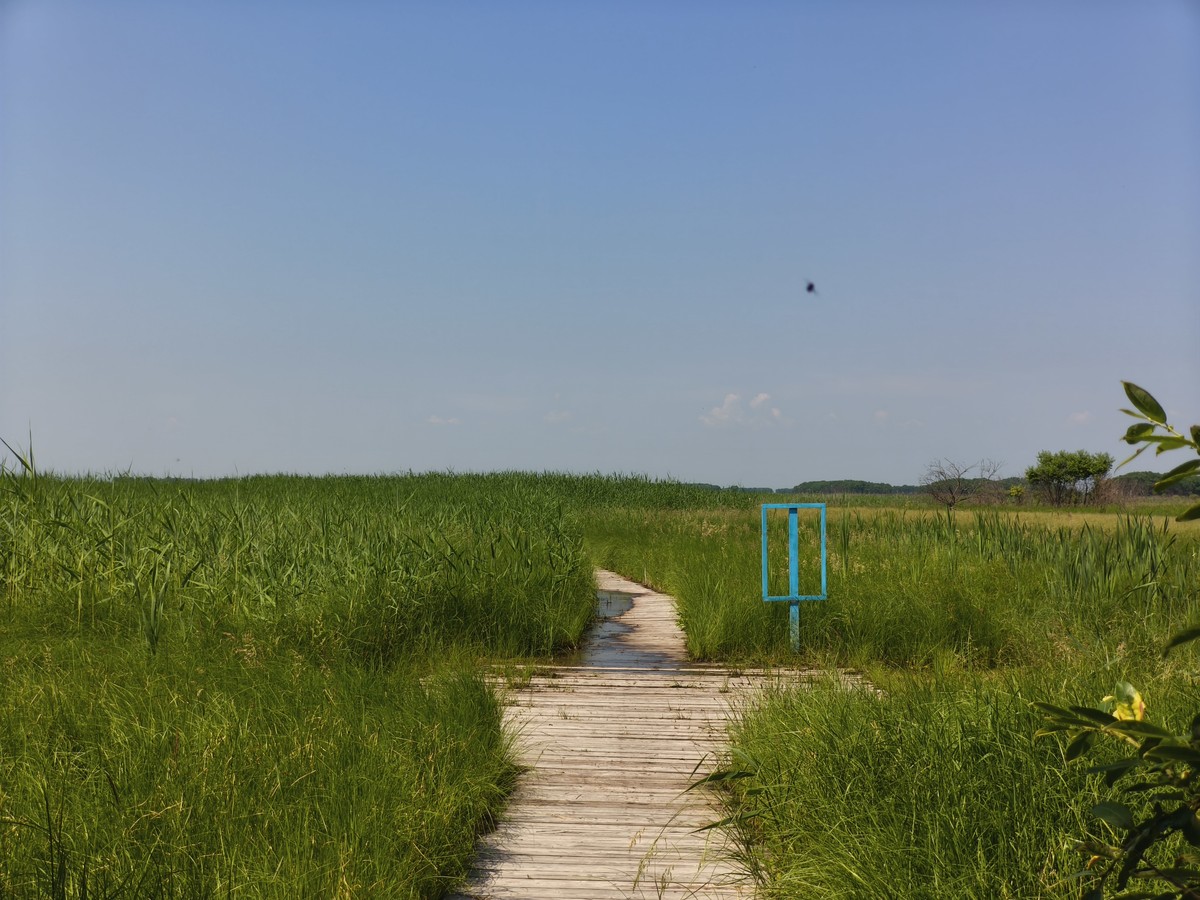 Муравьёвский парк: в гости к японскому журавлю (8/11)