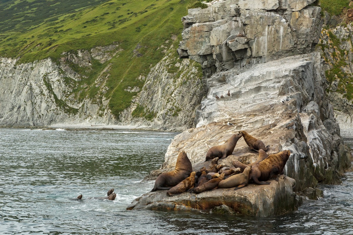 Фото 2 - Экскурсия: "В гости к сивучам: морское путешествие к мысу Кекурный"