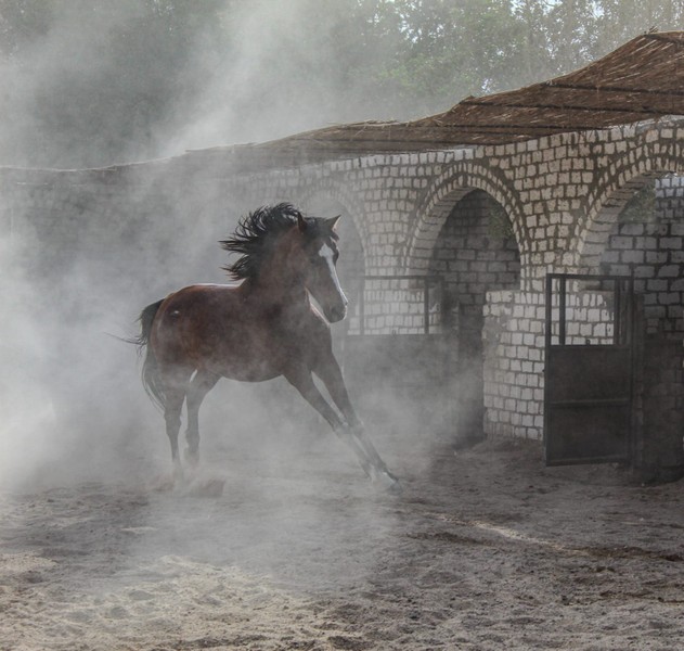 Прогулки на лошадях и верблюдах в Хургаде