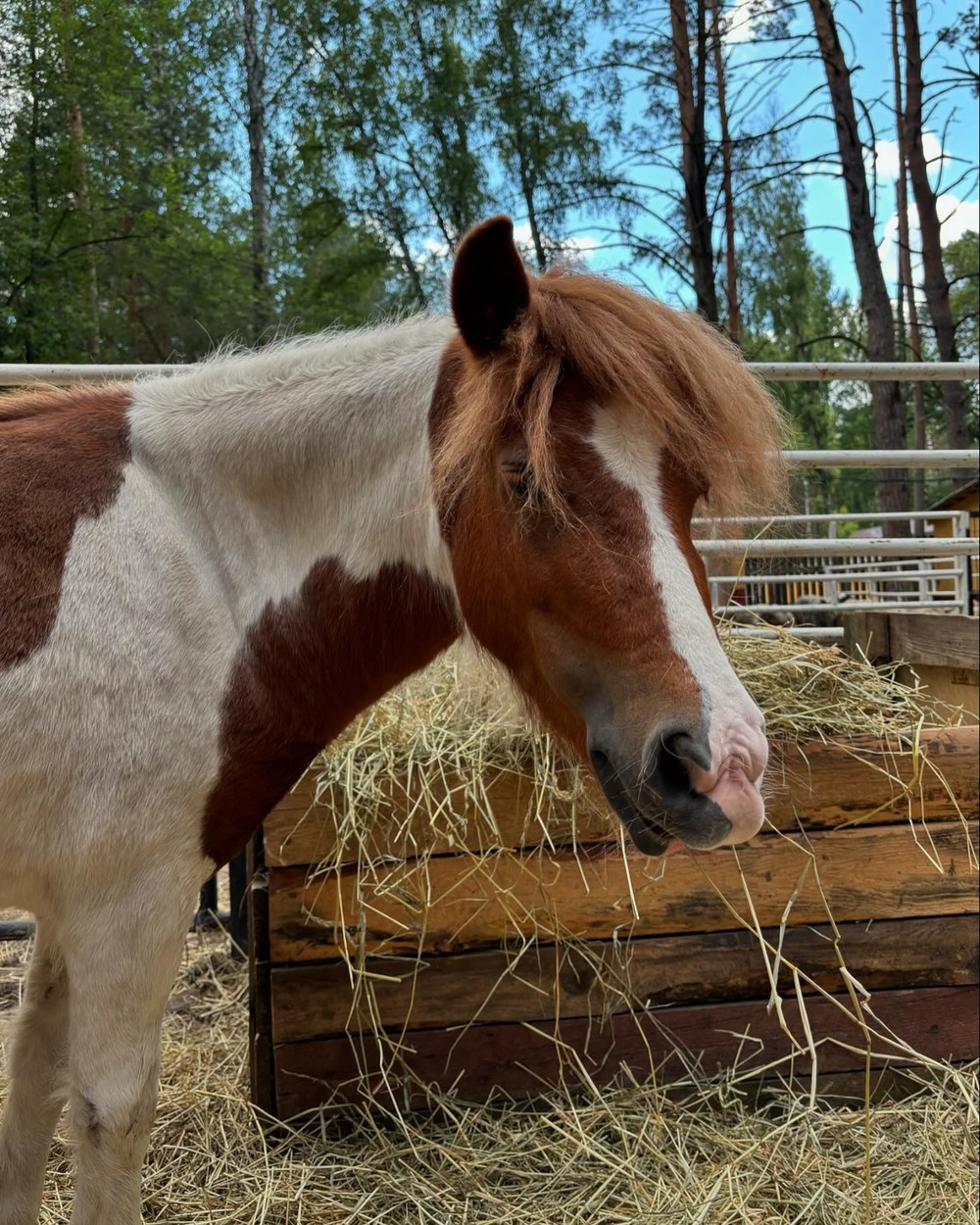 В гости к хаски и северным оленям из Москвы (без трансфера) (18/21)