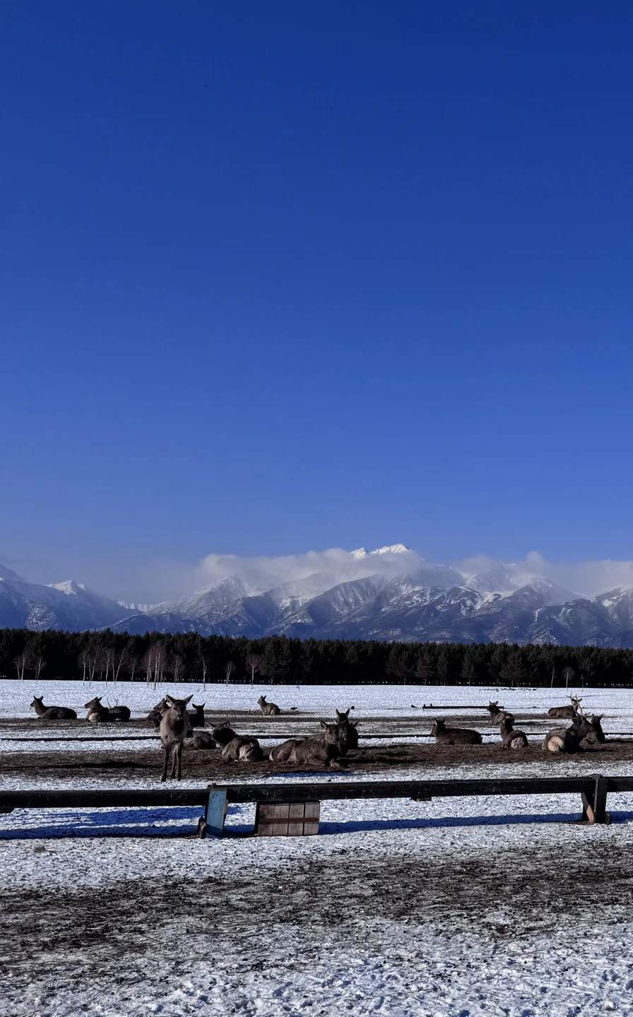 Замечательная экскурсия,огромное спасибо Марианне и Дмитрию! Куча эмоций,все подробно рассказали,показали) Очень интересно,живописная экскурсия,не думали,что зимой бывает