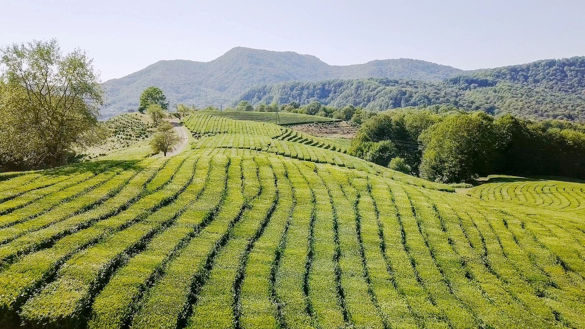 По сталинским местам Сочи (4/8)