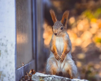 Знакомство с Псковом, Изборск и Свято-Успенский Псково-Печерский монастырь