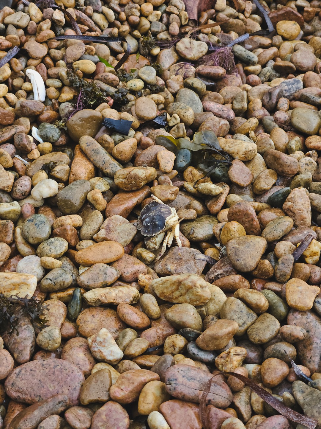 Из Владивостока - к местам обитания сивучей и тюленей (Елена)