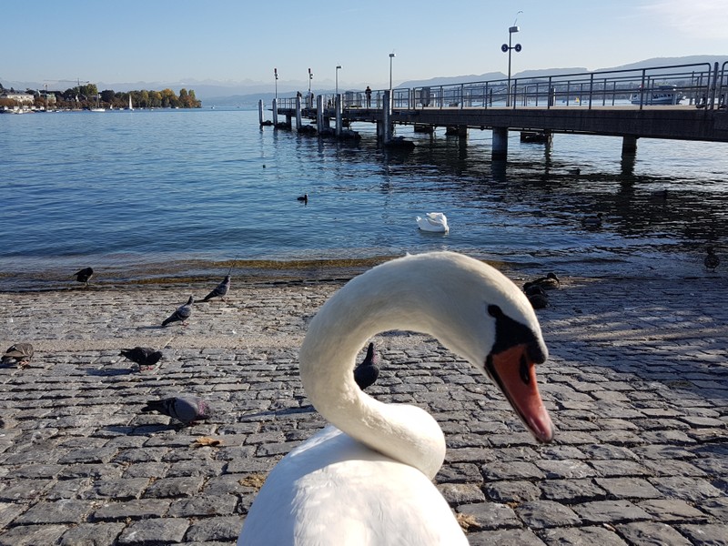 «Лицо» и легенды Цюриха
