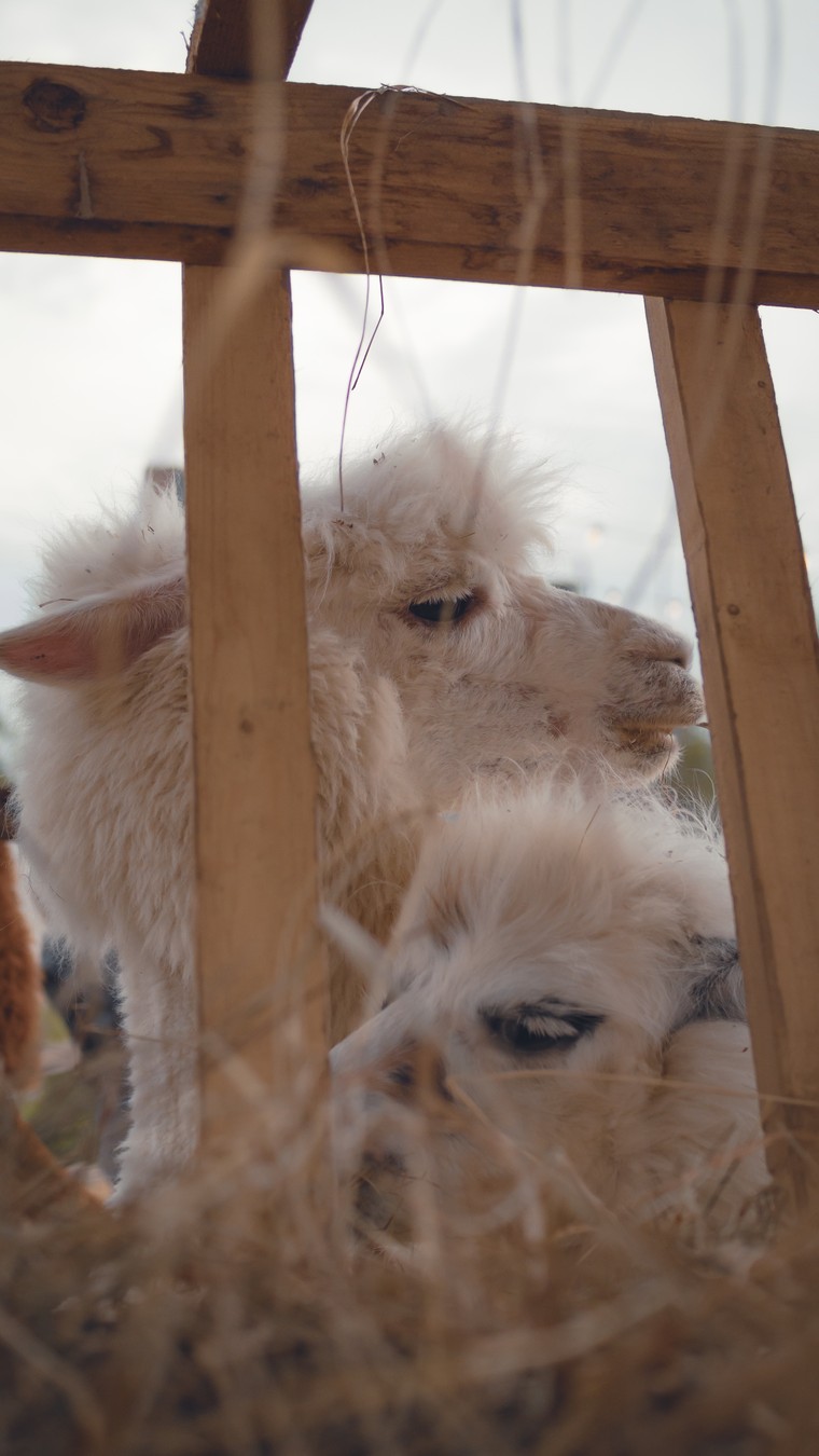 На ферму альпак — из Владивостока (2/16)